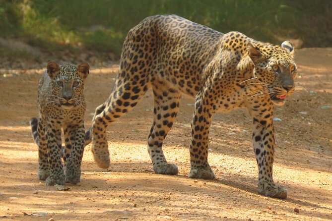 Wilpattu National Park | Private Safari Tours - Exploring Wilpattu National Park: A Private Safari Adventure in Sri Lanka
