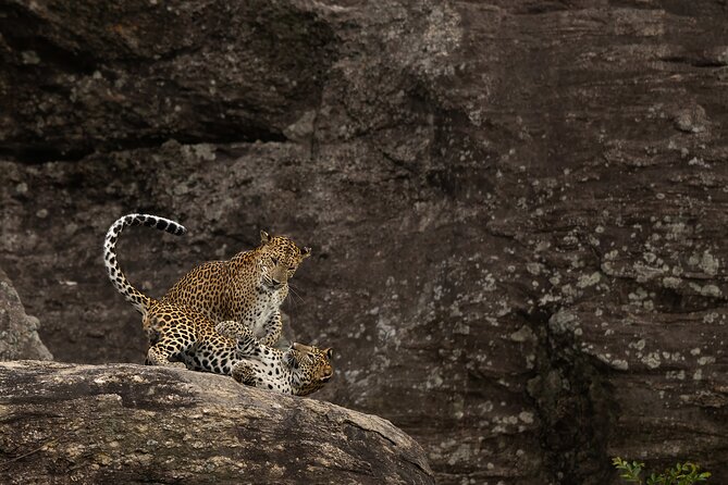 Explore Wilpattu National Park Private 4WD Tour - An In-Depth Look at the Wilpattu Safari Experience