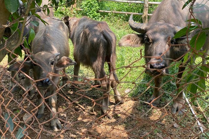 Hoi An Vespa Tour: Explore Hidden Gems & Famous Attractions - Practical Details & Value