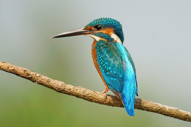 Hoi An Birding Cruise - The Experience in Detail: What to Expect from Your Birding Cruise