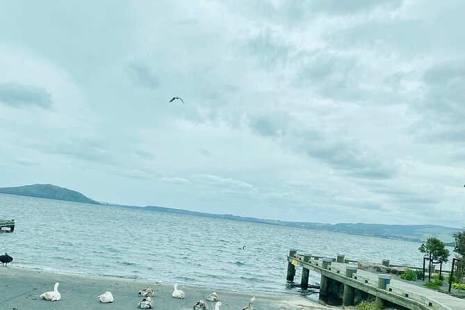 Taup to Auckland via Rotorua and Hobbiton - Summary and Who Should Consider This Tour