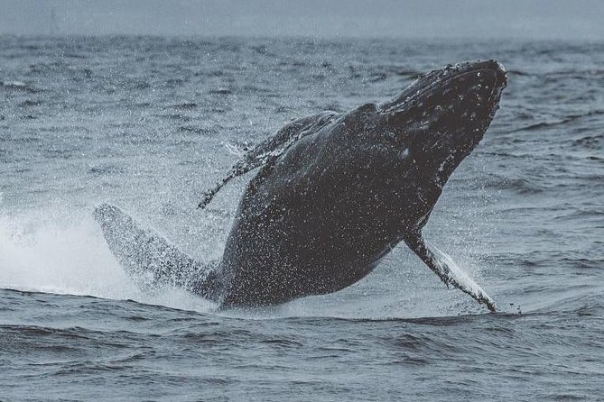3-Hour Whale Watching Tour from Monterey - Why This Tour Works for Different Travelers