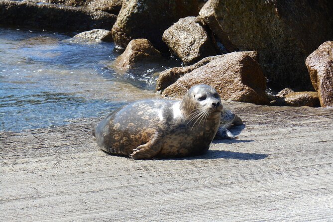 Big Sur Sightseeing Tour - An Introduction to the Big Sur Sightseeing Tour