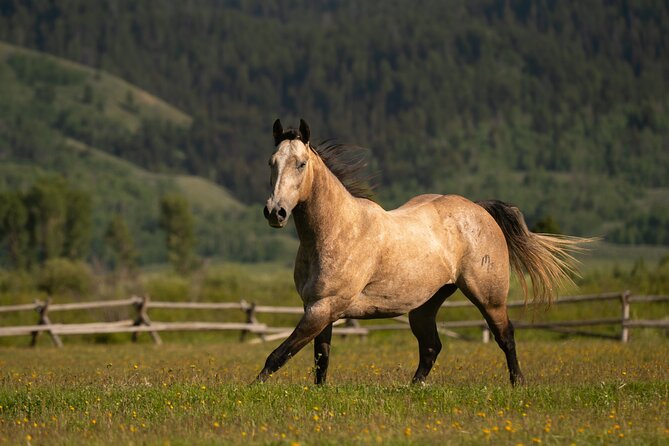 3 Hour Horseback Riding in Jackson Hole - Final Thoughts