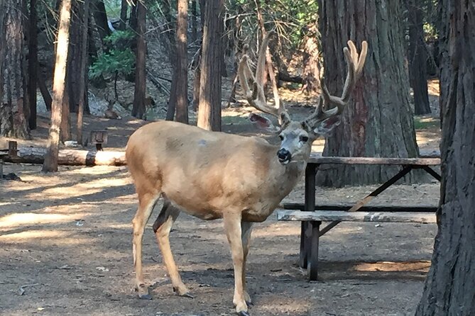 Yosemite Highlights Small Group Tour - FAQ