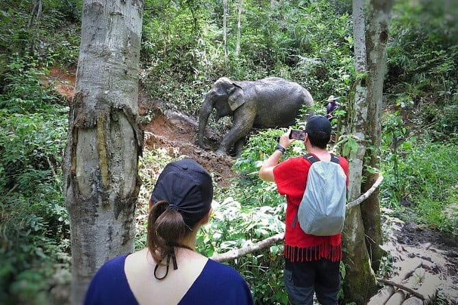 Chiang Mai ATV Tour, Doi Inthanon Trekking, and Elephant Watching - Why This Tour Offers Great Value
