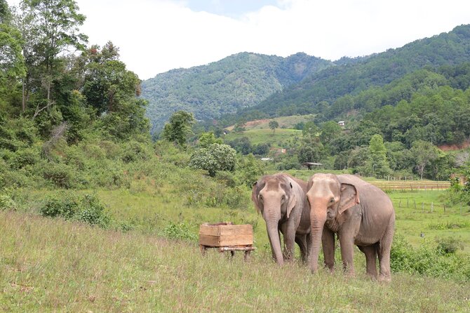 Big Boy Elephant Sanctuary Half Day Tour + Pad Thai Cooking Class - The Sum Up