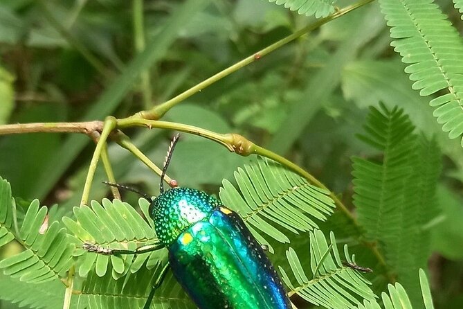 "No.1 Chiang Mai: Half Day Rice Field Vision Mountain Biking " - FAQ