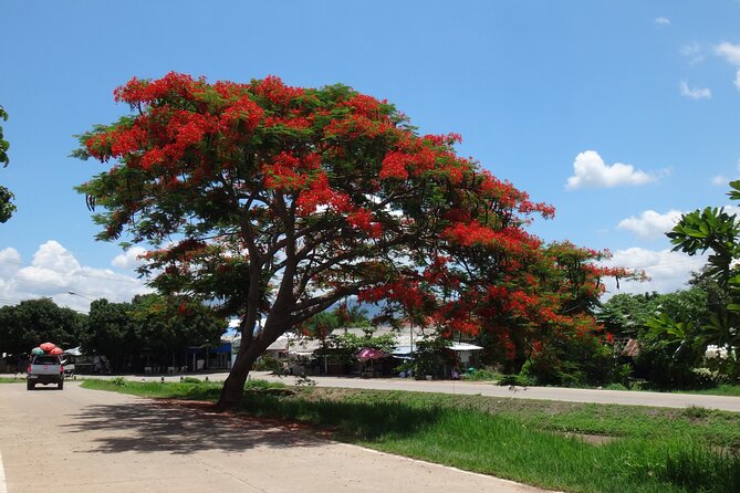 Chiang Mai Biking & River Kayak : Gentle Thrills in a Lush Valley - An In-Depth Look at the Chiang Mai Biking & River Kayak Tour