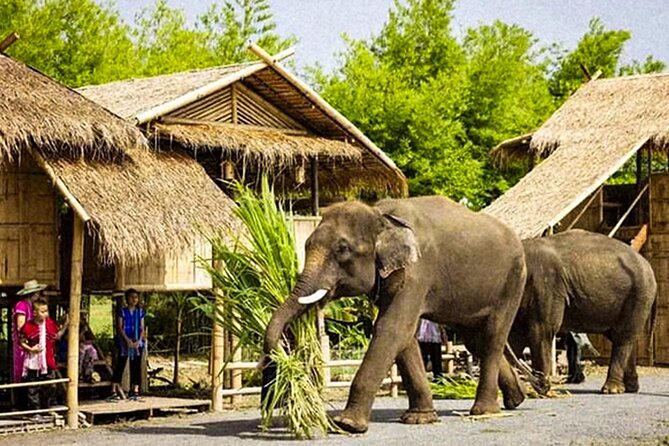 Chiang Mai Chapulin Elephant Care and Sticky Waterfall - FAQ