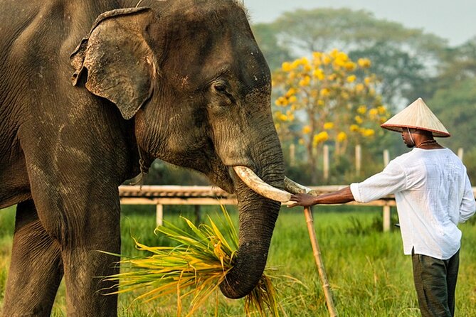 Chiang Mai Chapulin Elephant Care and Sticky Waterfall - Authentic Experiences and Practical Considerations