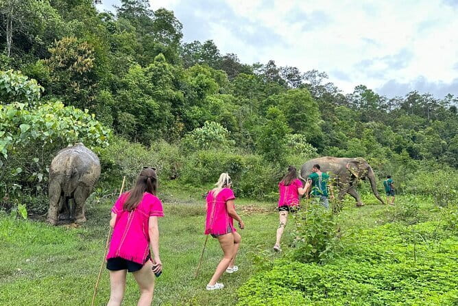 Chiang Mai Half Day Elephant Sanctuary Observation and Waterfall - The Sanctuary: Observing Elephants in Their Natural Environment