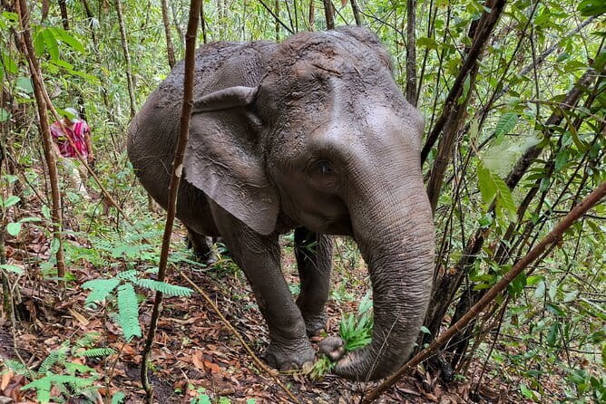 Chiang Mai Half Day Elephant Sanctuary Observation and Waterfall - The Waterfall Adventure