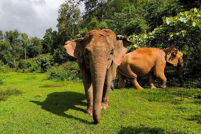 Chiang Mai Elephant Sanctuary Observation and Bamboo Rafting - Discover the Charm of Chiang Mais Elephant Sanctuary and Bamboo Rafting