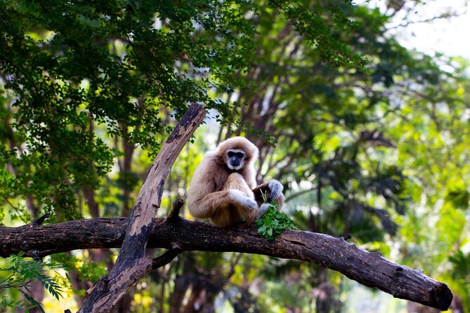 3 Day Wild Gibbon Adventure with Karen Community Homestay - The Authenticity and Impact