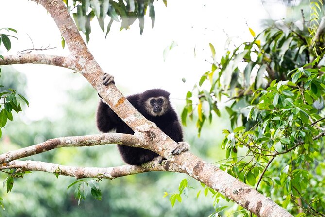 3 Day Wild Gibbon Adventure with Karen Community Homestay - Who Is This Tour Best For?