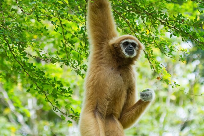 3 Day Wild Gibbon Adventure with Karen Community Homestay - Good To Know