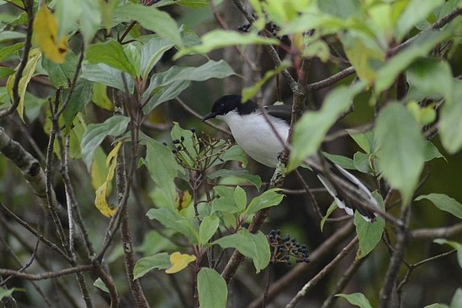 Bird Watching Doi Inthanon - FAQs