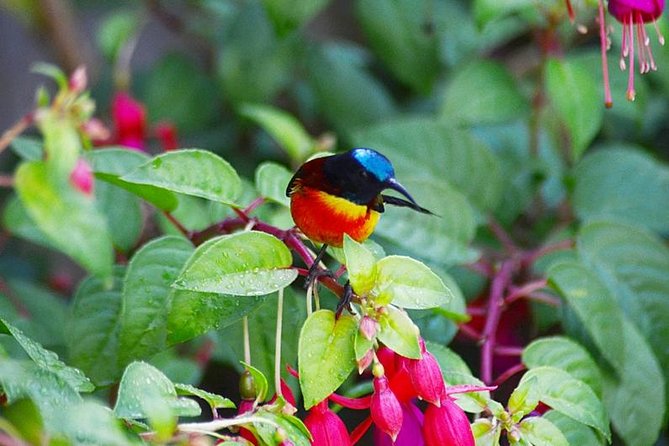 Bird Watching Doi Inthanon - Key Points