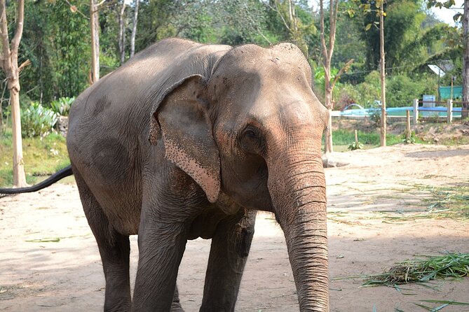 Half day Ethnic Elephant Sanctuary and Bee Farm - The Sum Up  