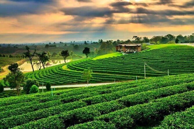 From Chiang Rai: 3 Temples, Golden Triangle Tour, Tea Plantation - Good To Know