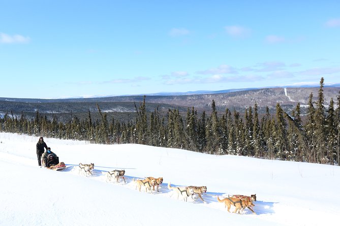 1 hour Winter Dog Sledding in Fairbanks - Final Thoughts: Is It Worth It?