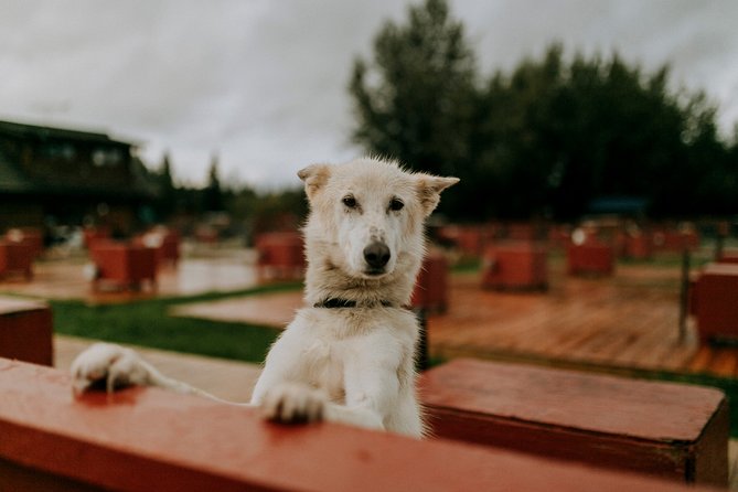 Summer Kennel Visit at Historic Trail Breaker Kennel - Final Thoughts