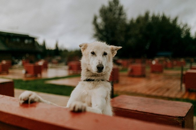 Summer Kennel Visit at Historic Trail Breaker Kennel - Deep Dive: An In-Depth Look at the Itinerary