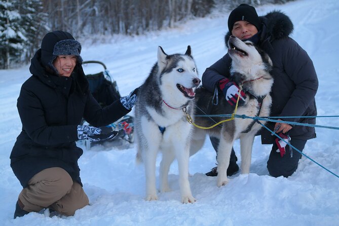 Free Pickup/Drop off: Alaskan Husky Dog Sledding with Free Photo - The Itinerary in Detail