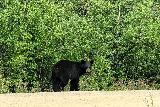 Private Arctic Circle Expedition from Fairbanks - Who Should Consider This Tour?