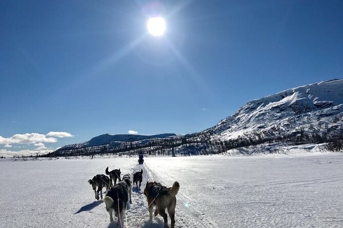 Dogsledding in the Heart of Alaska - An In-Depth Look at the Dogsledding Adventure