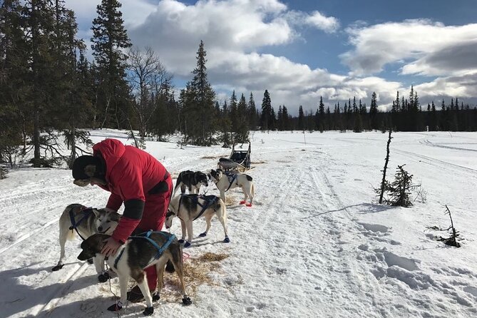 Dogsledding in the Heart of Alaska - Dogsledding in the Heart of Alaska: An Authentic Adventure