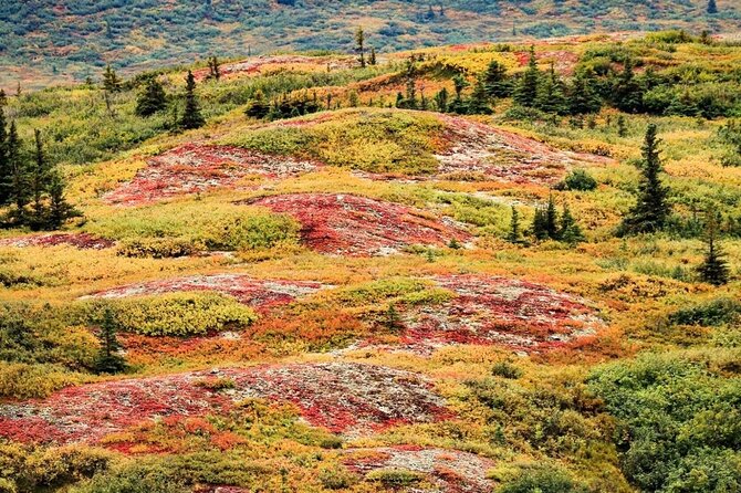 Denali Highway Overnight Excursion - In-Depth Review of the Tour Experience