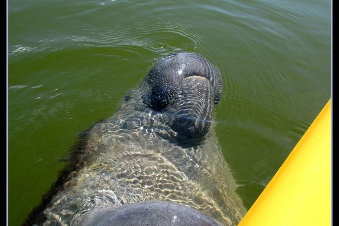 Small Group Boat, Kayak and Walking Guided Eco Tour Everglades - A Full-Flavor Everglades Experience: Boat, Kayak, and Walk in a Small-Group Setting