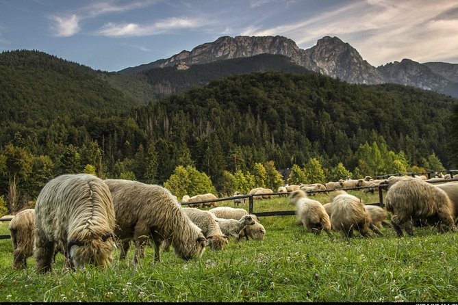 Zakopane & Thermal Springs: Private Tour - Who Should Book This Tour?