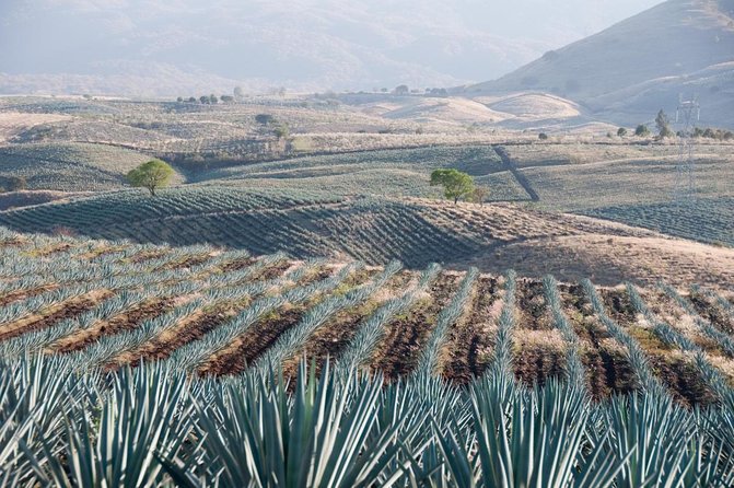 Tequila tour with tasting. - Experience the Heart of Tequila in Guadalajara