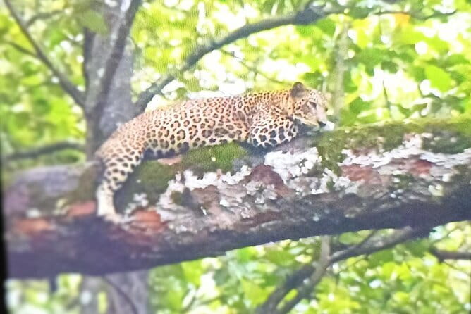 2 Day Bandipur Safari and Mysore Palace Tour - An In-Depth Look at the 2-Day Experience