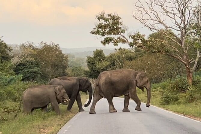 2 Day Bandipur Safari and Mysore Palace Tour - Discover the Wild and Royal: A 2-Day Bandipur Safari and Mysore Palace Tour