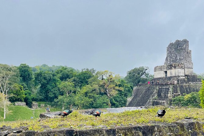 Private Tour to Tikal from Flores, all included. - Key Points