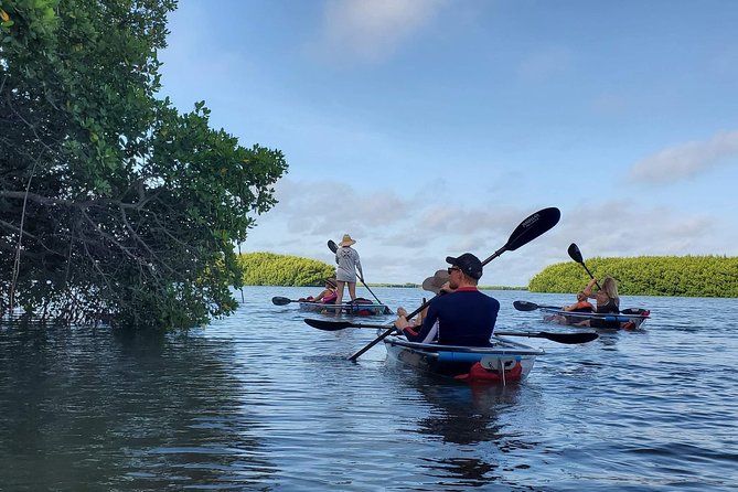 Clear Kayak Tour of Shell Key Preserve and Tampa Bay Area - The Itinerary in Detail: What Makes Each Stop Special