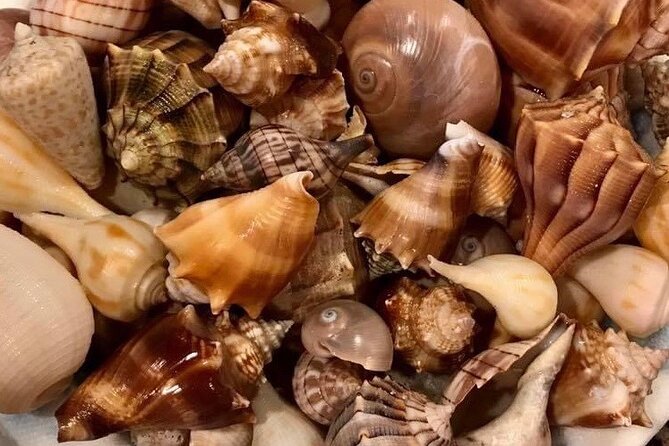 4 Hour Egmont Key Island Tour With Dolphins & Snorkeling Included - Wildlife and Nature Highlights