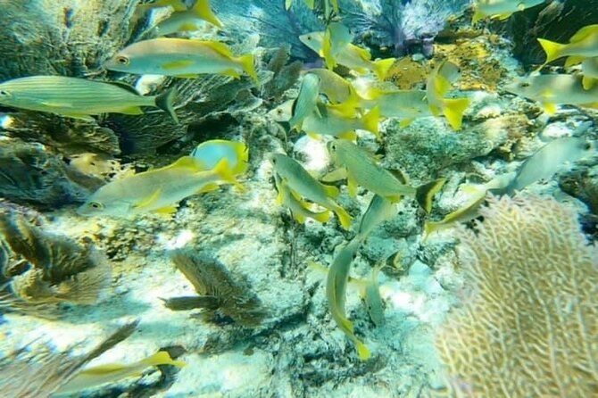 4 Hour Egmont Key Island Tour With Dolphins & Snorkeling Included - Final Thoughts