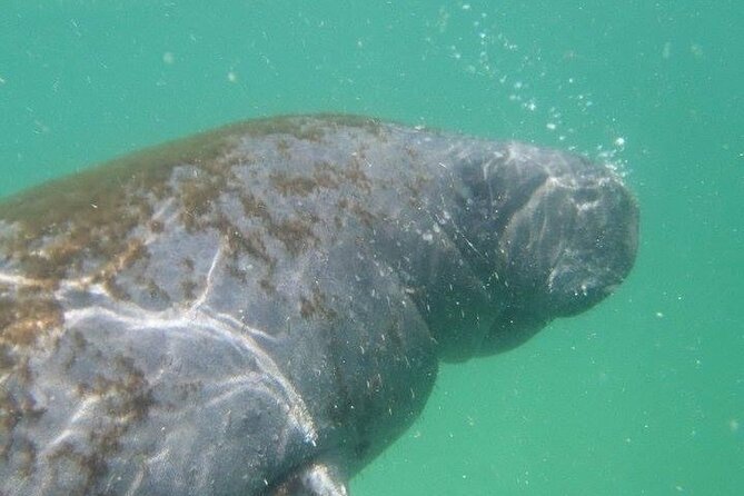 4 Hour Egmont Key Island Tour With Dolphins & Snorkeling Included - Exploring the 4 Hour Egmont Key Island Tour With Dolphins & Snorkeling Included