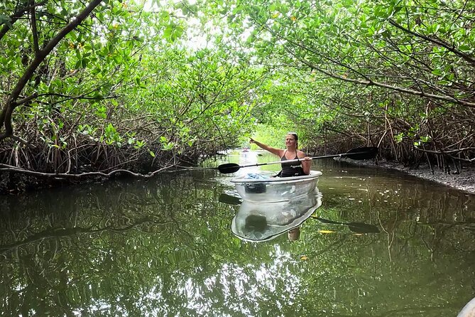 2-Hour Clear Kayak Mangrove Eco Tours, St Pete - The Details That Make This Kayak Tour Stand Out