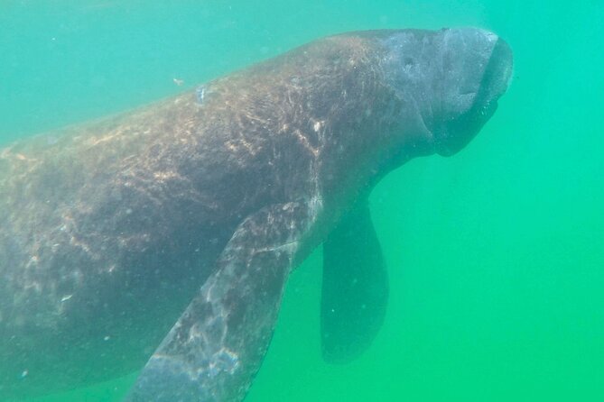 2-Hour Clear Kayak Mangrove Eco Tours, St Pete - Key Points