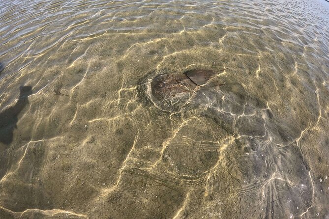 2-Hour Clear Kayak Mangrove Eco Tours, St Pete - FAQ