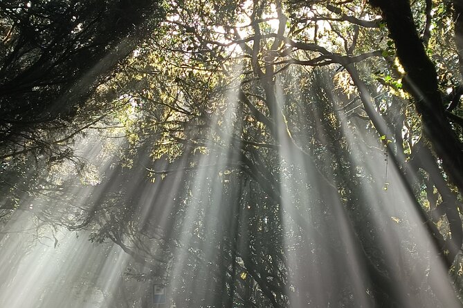 Tenerife: Hiking Tour in Anaga Mountains & Enchanted Forest - FAQ