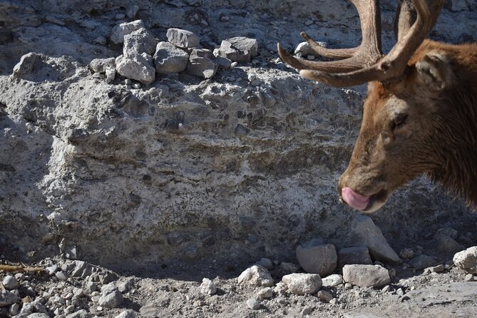 Africam safari (private tour) - The Experience in Detail