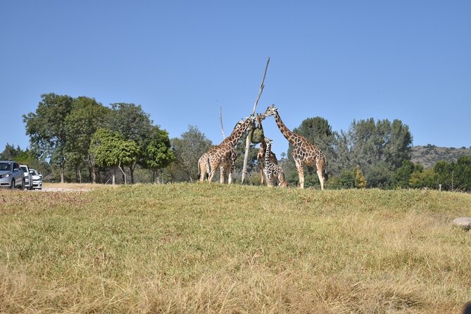 Africam safari (private tour) - Good To Know