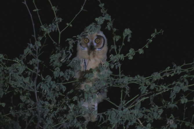 Nature tour, Pómac Forest with picnic breakfast included. - The Itinerary: From Forest to Pyramids